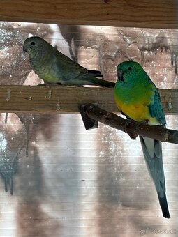 Papagáj spevavý - 4