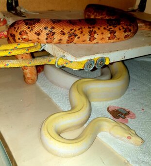 Veľhad královský Boa Constrictor - 4