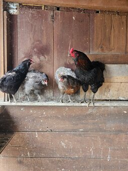 Araucana 3+1 - 4