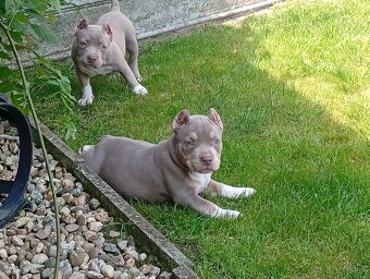 American bully pocket - 4