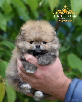 Pomeranian s PP FCI - 4