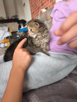 Maine coon - 4