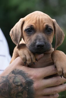 rhodesian ridgeback s PP nestandartni pejsek 🩷 - - 4