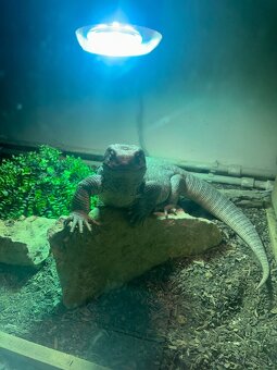 Varanus exanthematicus - 4