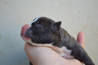 American bully - 4