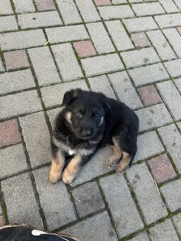 Nemecky ovčiak šteniatka - 4