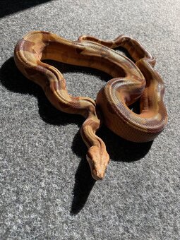 Veľhad kráľovský , Boa constrictor - 4