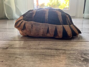 Testudo Marginata - 4