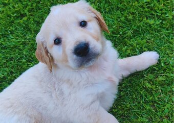 Zlatý retriever - 4