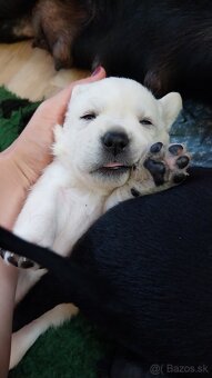 Labrador s PP žlté a čierne šteniatka - 4