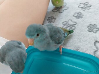 Predávam Forpusy - 4