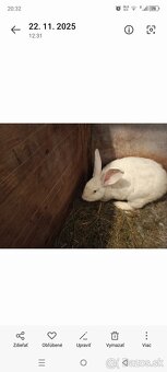 Drínovsky Biely Králik Modrooký - 4