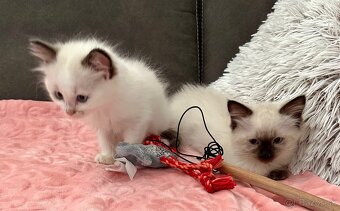 Ragdoll - 4