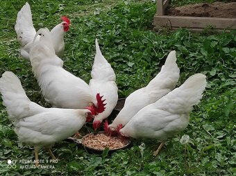Leghorn - 4