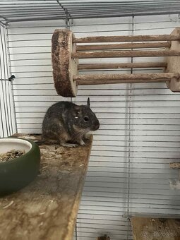 Osmak degu s klietkov - 4