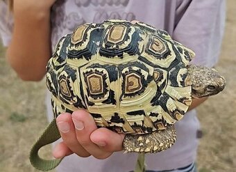 Korytnačka leopardia samička - 4
