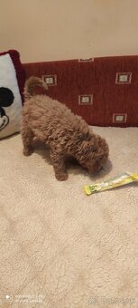 Pudel Trpaslíči - 4