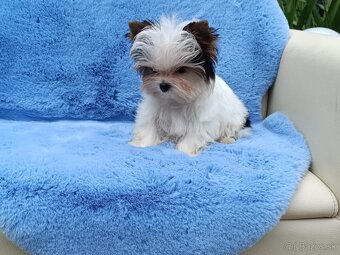Biewer Yorkshire terrier - 4
