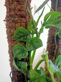 Philodenron, Monstera - 4