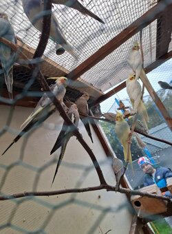 Predam korely a andulky - 4