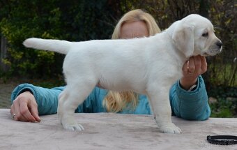 Labrador retriever šteniatka s PP - 4