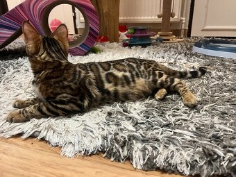 Bengalska mačka - 4