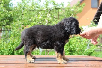 Štěňátka hovawarta s PP - 4