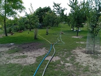 Domáce vajcia - 4