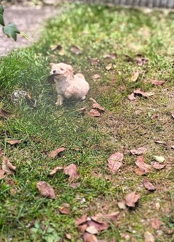 Maltipoo - 4