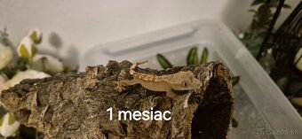 Pagekon riasnaty - 4