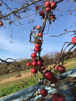 Jablká na kvas, jablkový kvas - 4