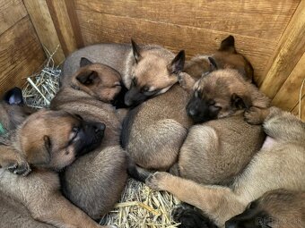 šteniatka kríženec nemecko-belgický ovčiak (cross) - 4