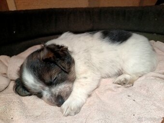 Ponúkam šteniatka - 4