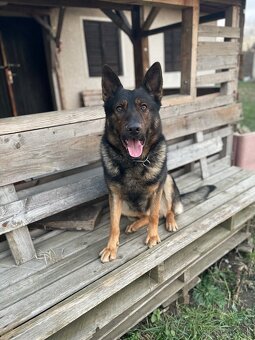 Nemecky ovčiak krytie - 4