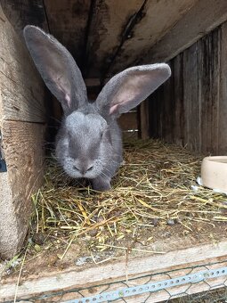 Nemecký obrovity strakac - 4