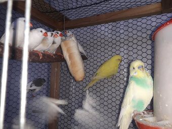 predám zebričky a andulky - 4