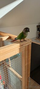 Veľká voiéra s papagajami - 4