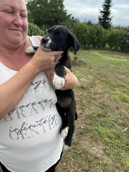 Ajándézokok husky-labrador kölyköket - 4