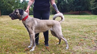 Kangalský pastevecký pes - 4