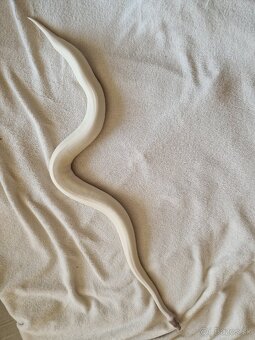 Pytón Kráľovský - 4