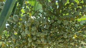 Sadenice mrazuvzdornej palmy Trachycarpus fortunei - 4