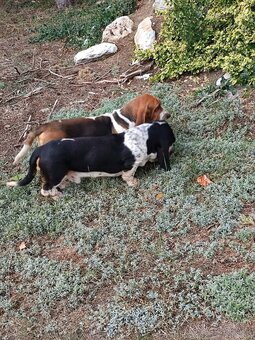 BASET - BASSET. - 4