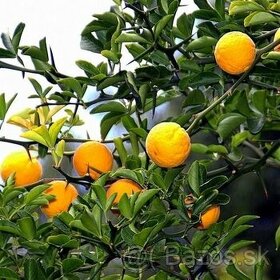 Citrónovníkovec trojlistý - vonku rastúci citrus do -27℃ - 4
