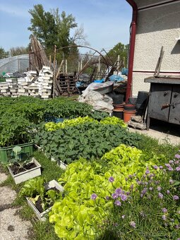 Planty - 4