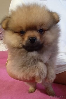 Prodám štěňata pomeranianu - 4