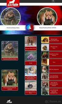 American bully pocket top pedigree - 4