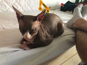 Predám Sphynx - 4