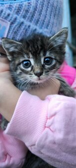 🐱 Darujem dve krásne tigríkové mačiatka 🐱 - 4