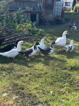 Kačka pižmová - 4