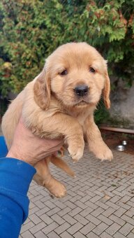 Zlaty retriever - 4